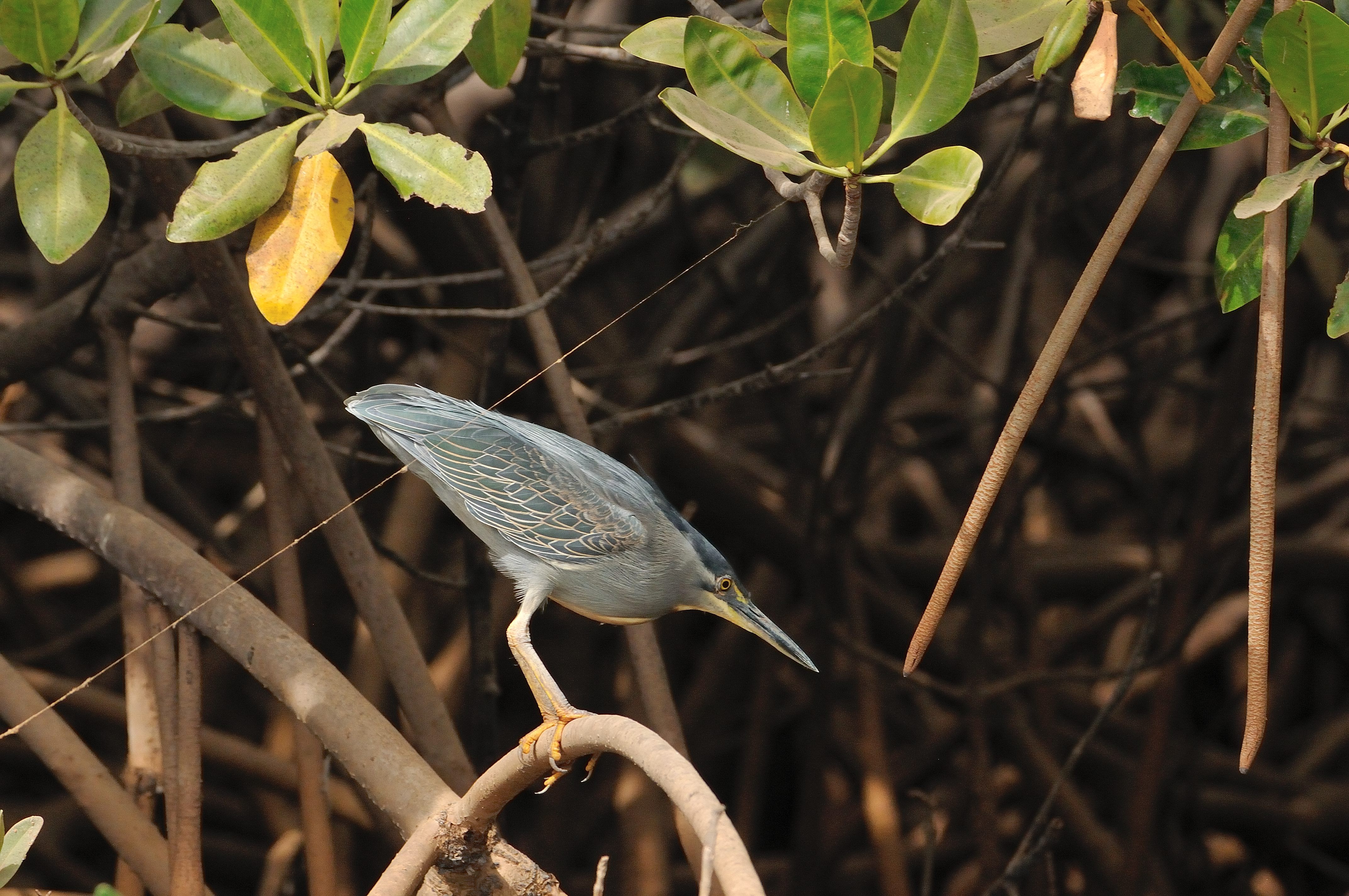 Héron Strié (Striated Heron, Butorides Striata) fixant intensément l'eau qui baigne la mangrove, dans l'attente de l'apparition de sa prochaine proie.